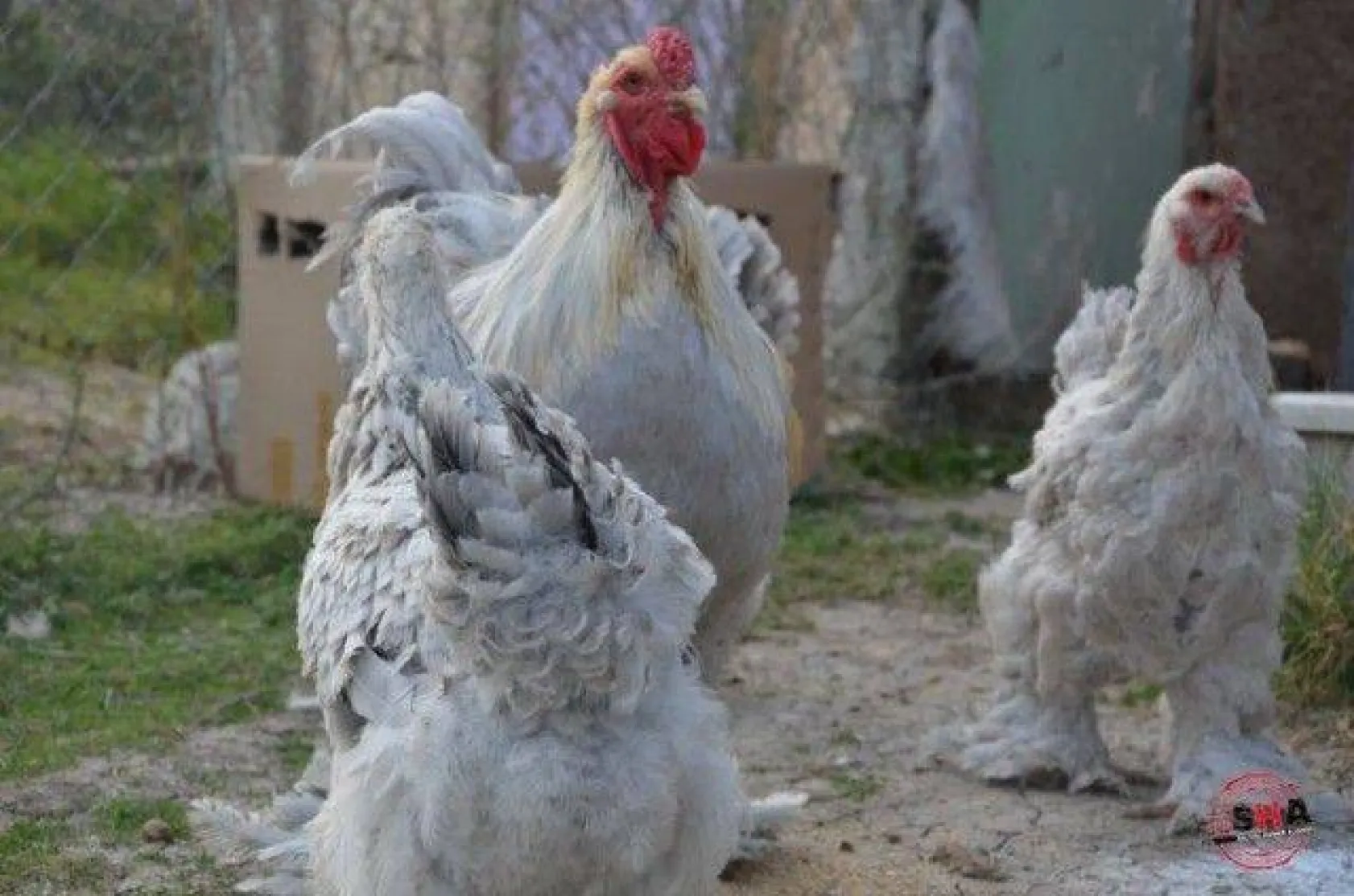 Dünyanın tavuklarını hobi olarak yetiştiriyor