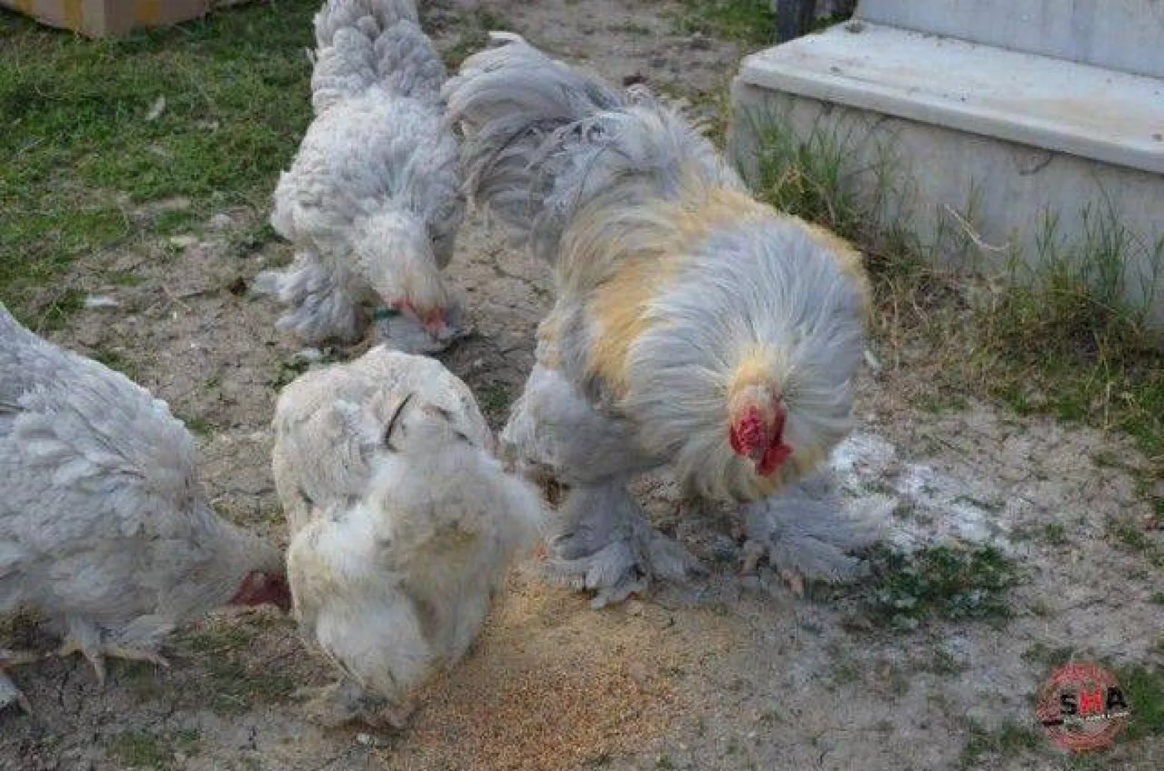 Dünyanın tavuklarını hobi olarak yetiştiriyor