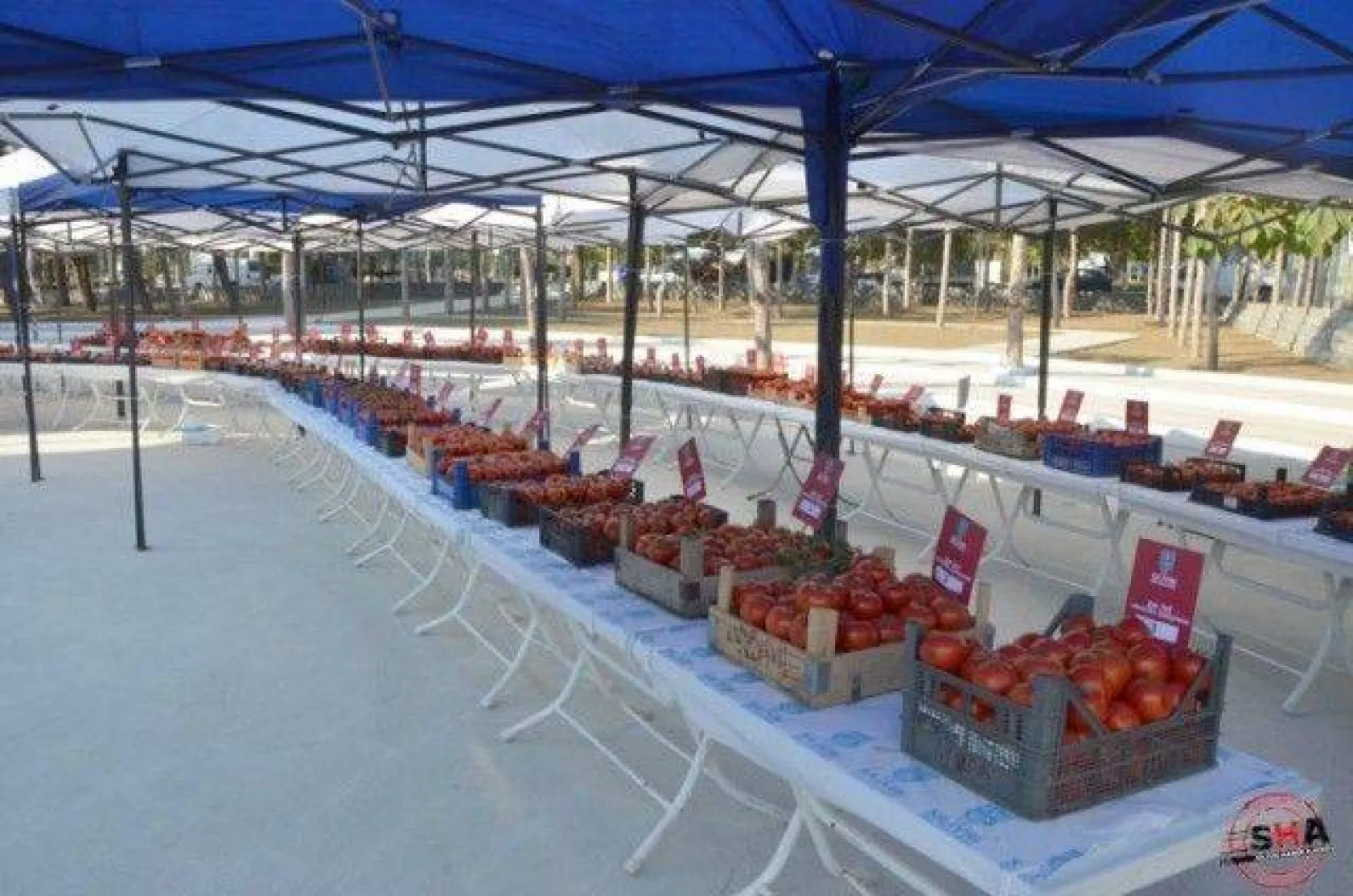 En İyi Domates Seçildi