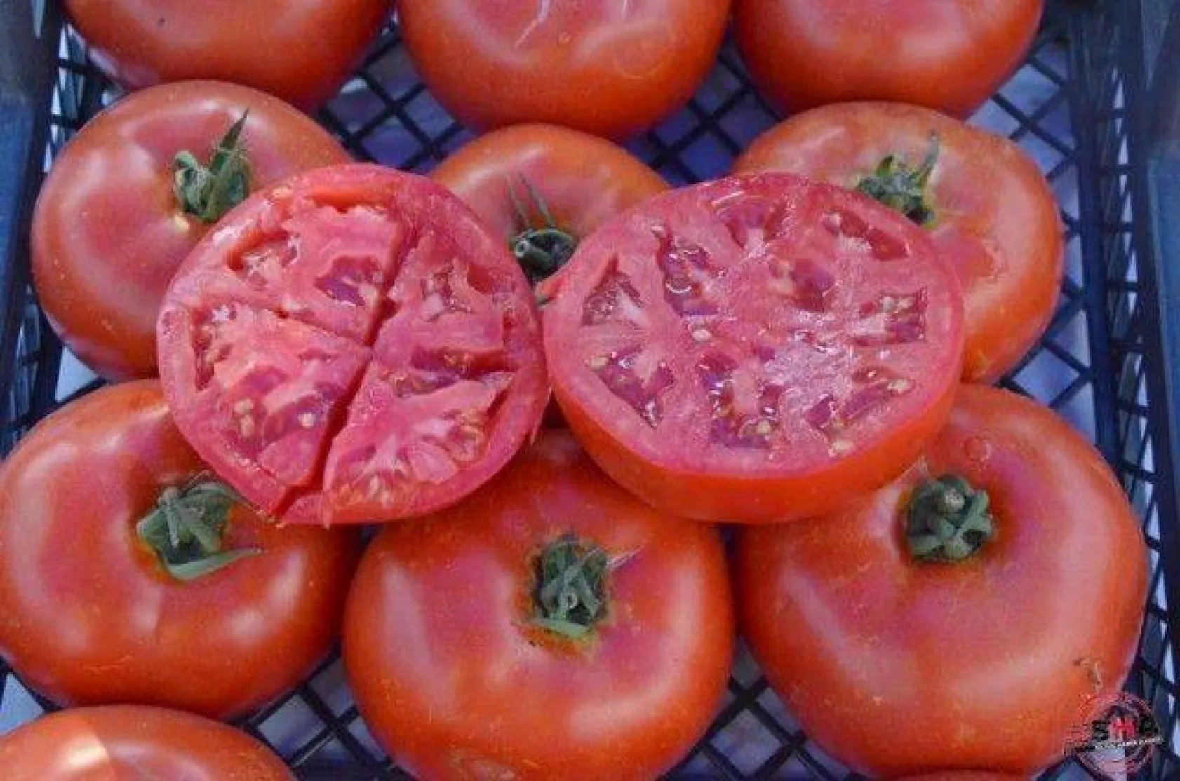 En İyi Domates Seçildi