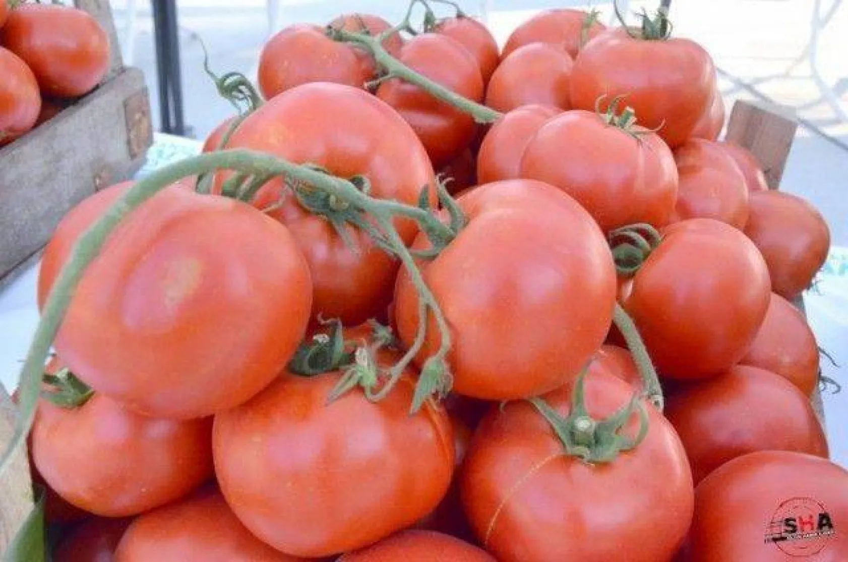 En İyi Domates Seçildi