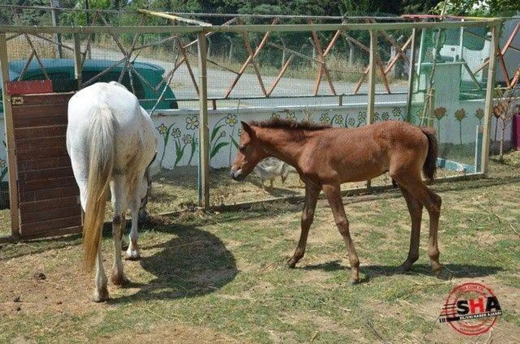 Çizgi Koleji Yaz Okulu açıldı