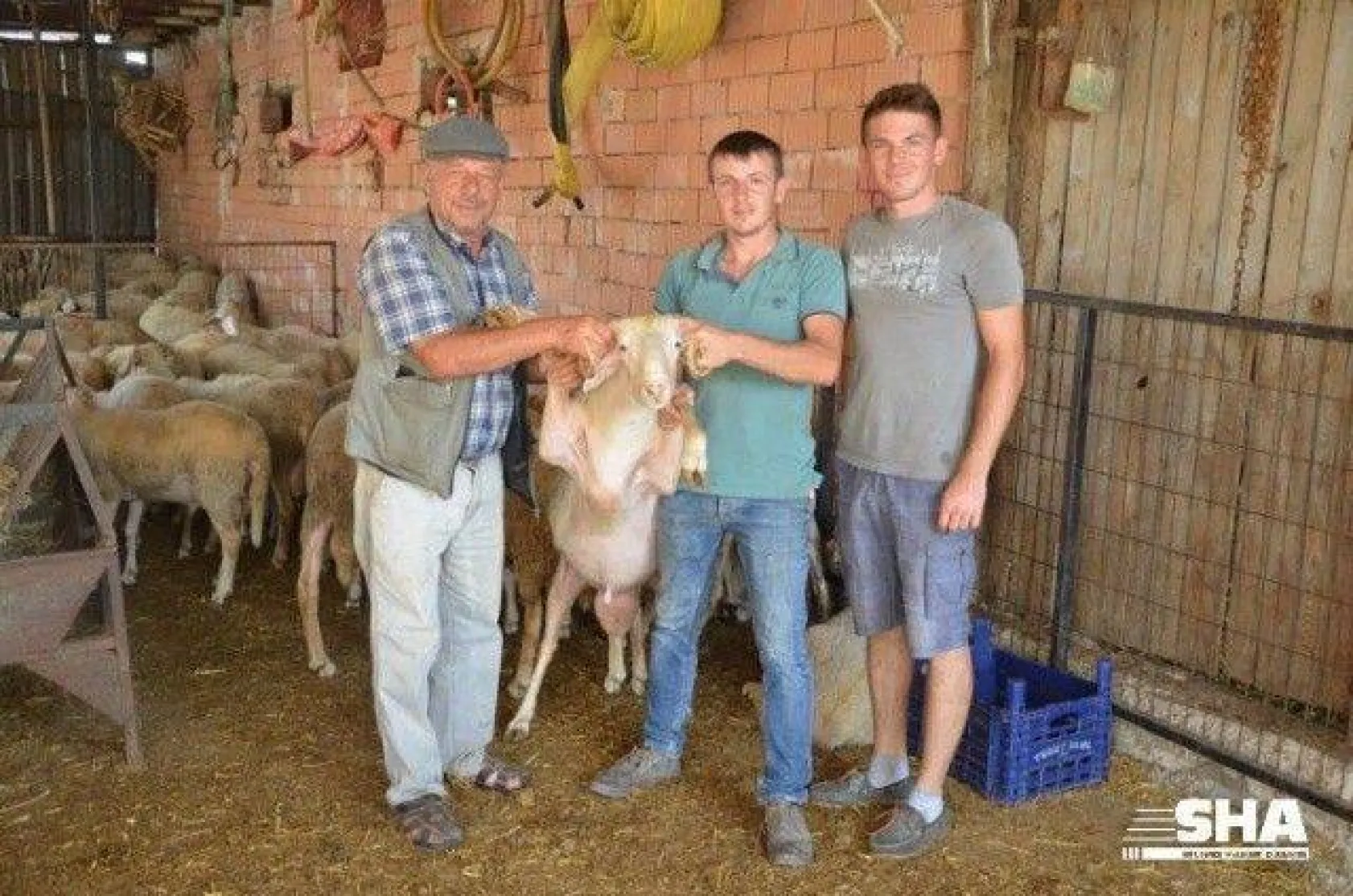 Aktaş çiftliğinde Kurbanlık satışları devam ediyor.