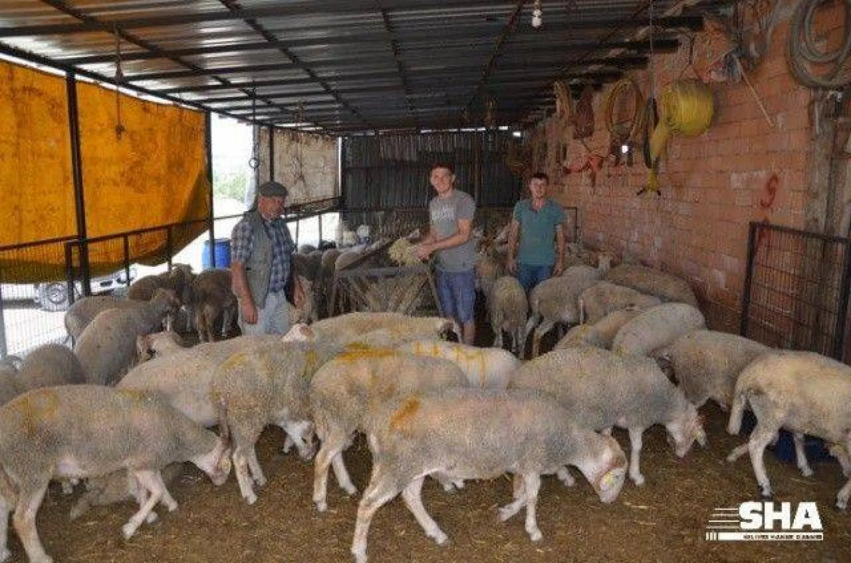 Aktaş çiftliğinde Kurbanlık satışları devam ediyor.