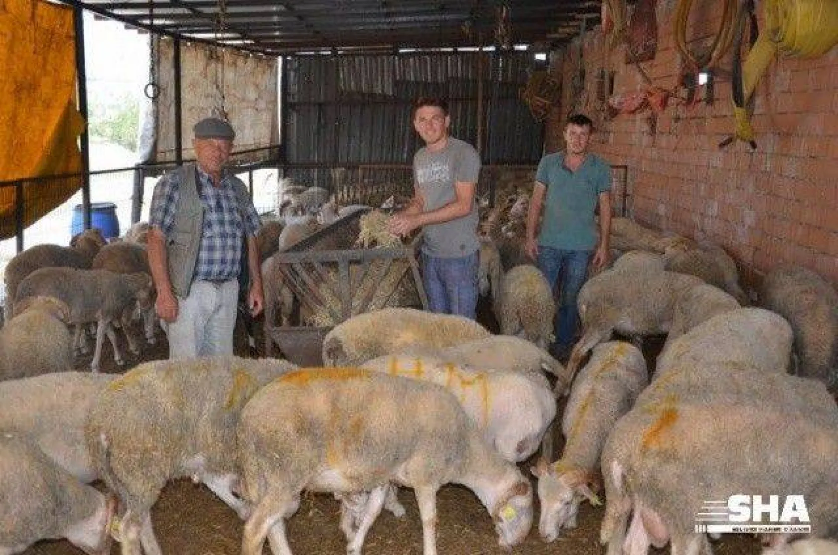 Aktaş çiftliğinde Kurbanlık satışları devam ediyor.