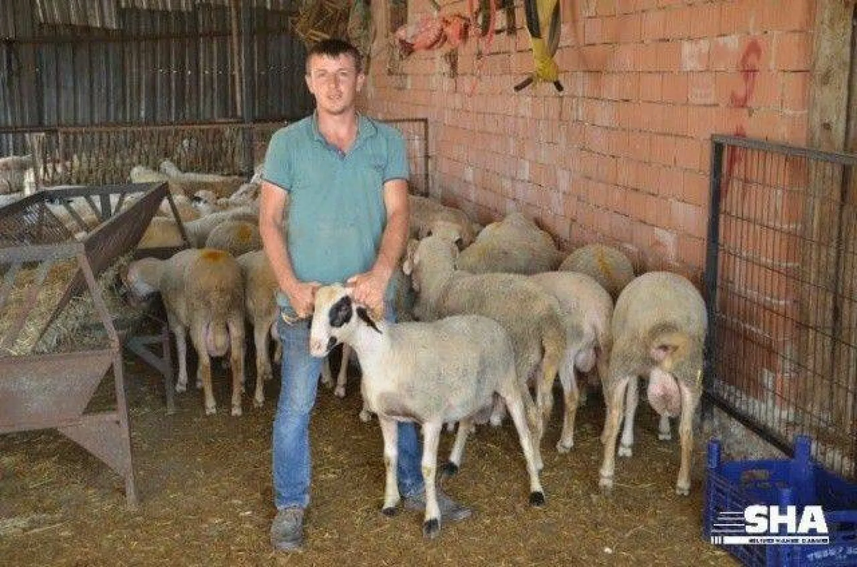 Aktaş çiftliğinde Kurbanlık satışları devam ediyor.