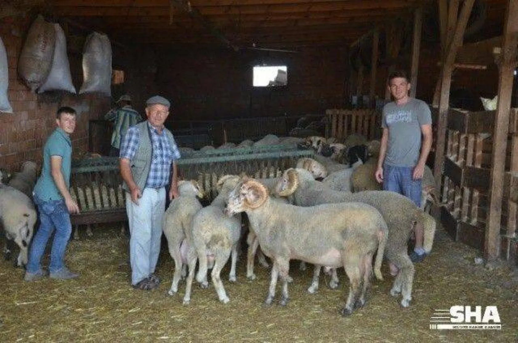 Aktaş çiftliğinde Kurbanlık satışları devam ediyor.