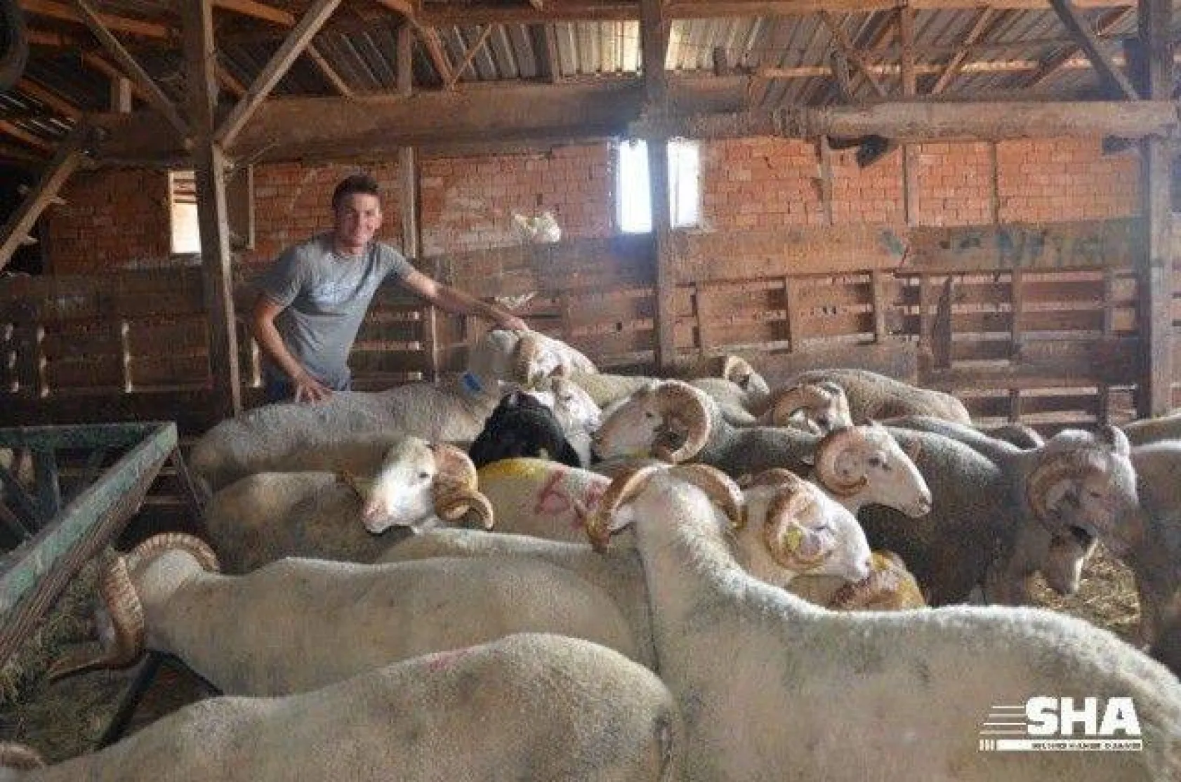 Aktaş çiftliğinde Kurbanlık satışları devam ediyor.