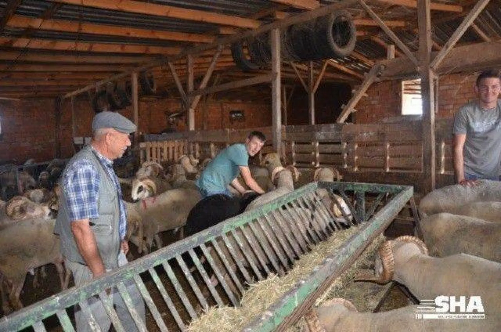 Aktaş çiftliğinde Kurbanlık satışları devam ediyor.