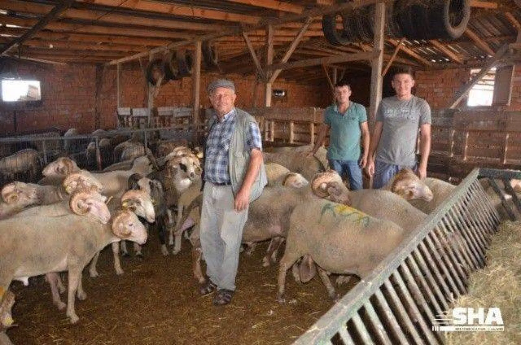 Aktaş çiftliğinde Kurbanlık satışları devam ediyor.