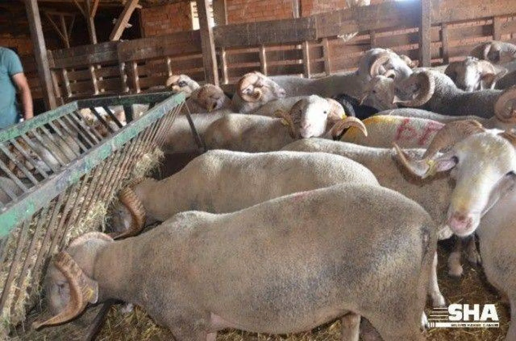 Aktaş çiftliğinde Kurbanlık satışları devam ediyor.