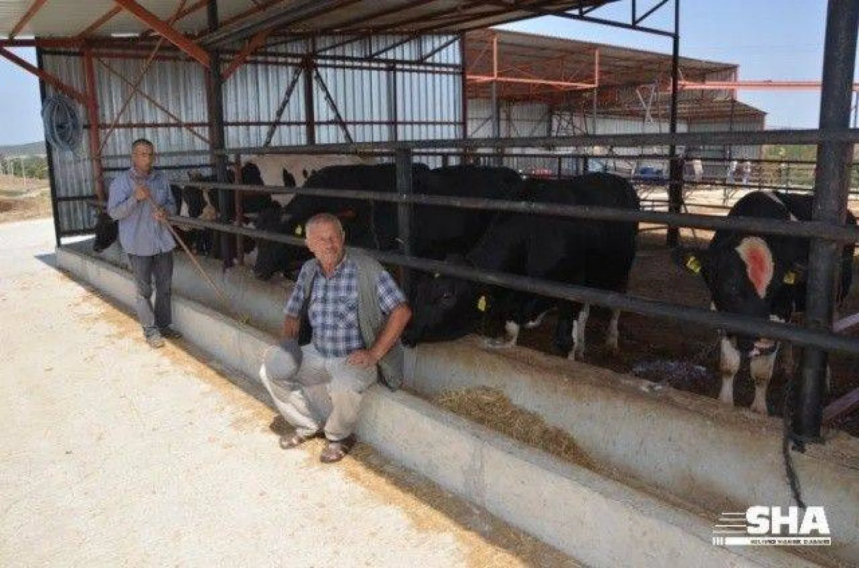 Aktaş çiftliğinde Kurbanlık satışları devam ediyor.