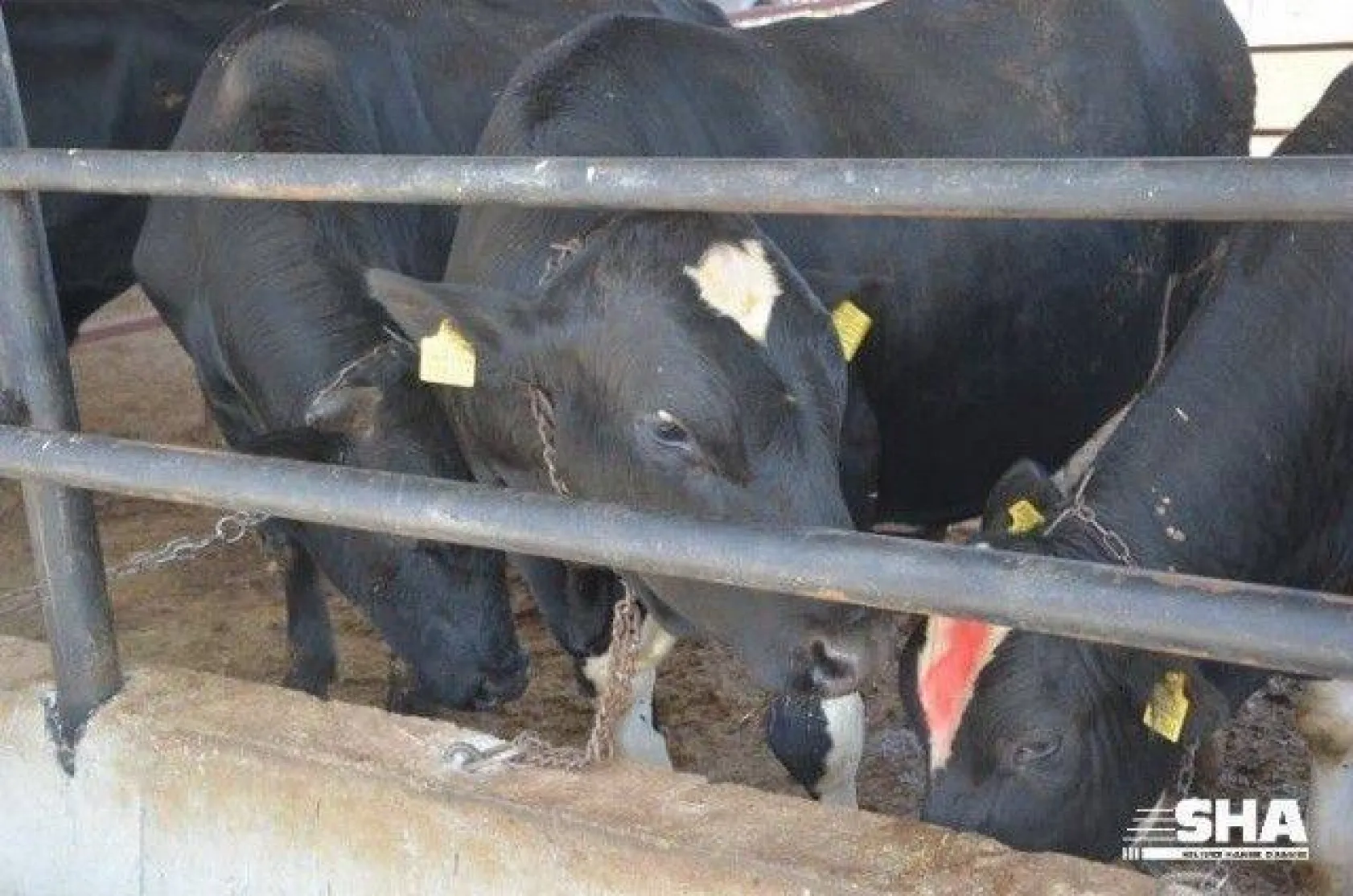 Aktaş çiftliğinde Kurbanlık satışları devam ediyor.