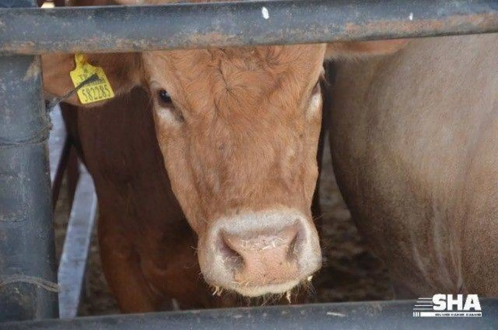 Aktaş çiftliğinde Kurbanlık satışları devam ediyor.