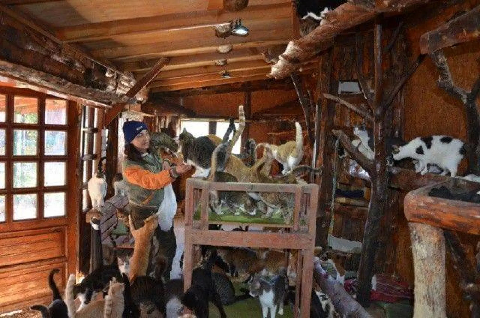 Evinde yüzlerce kedi ve köpekle yaşıyor