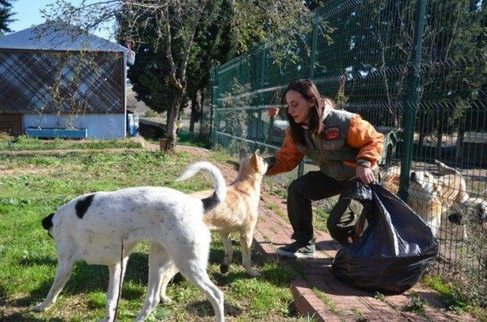 Evinde yüzlerce kedi ve köpekle yaşıyor