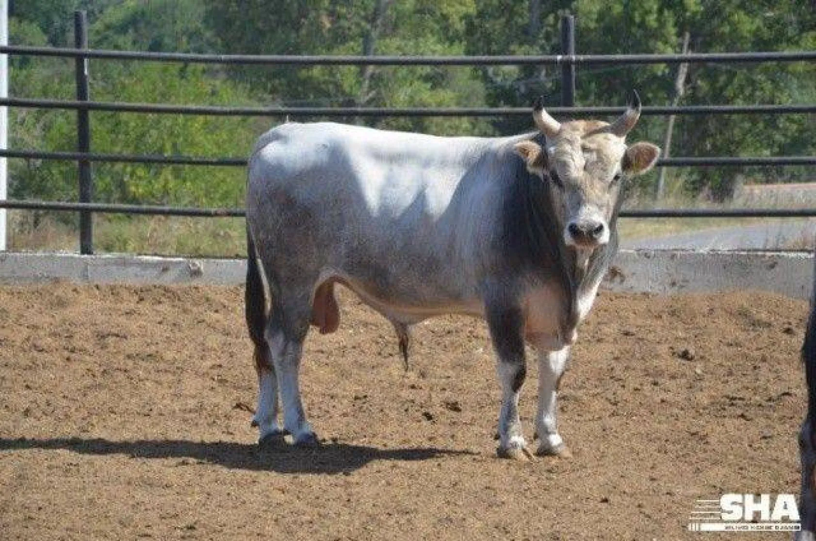 Kurbanlıkta 40 yıllık tecrübe 'Aktaş Çiftliği'