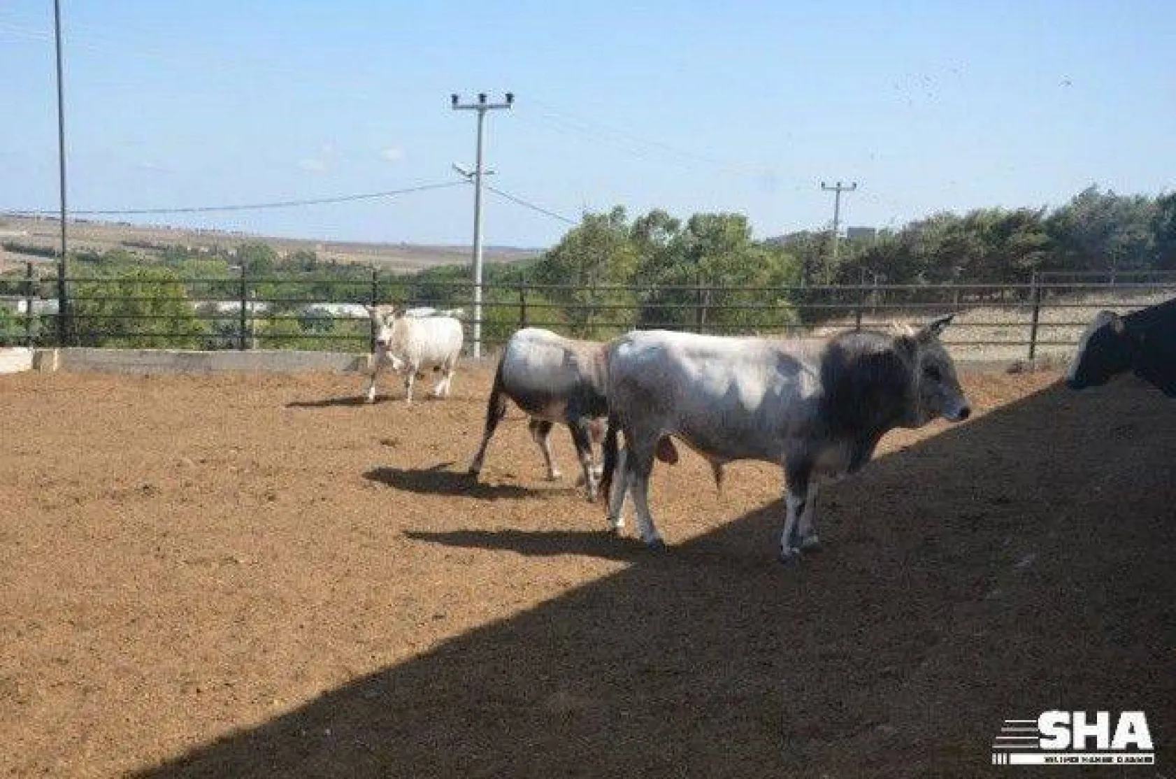 Kurbanlıkta 40 yıllık tecrübe 'Aktaş Çiftliği'