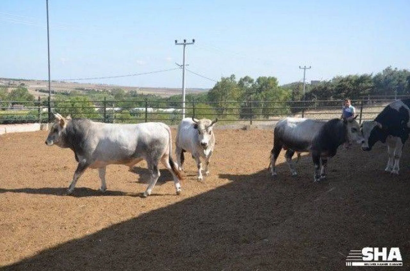 Kurbanlıkta 40 yıllık tecrübe 'Aktaş Çiftliği'