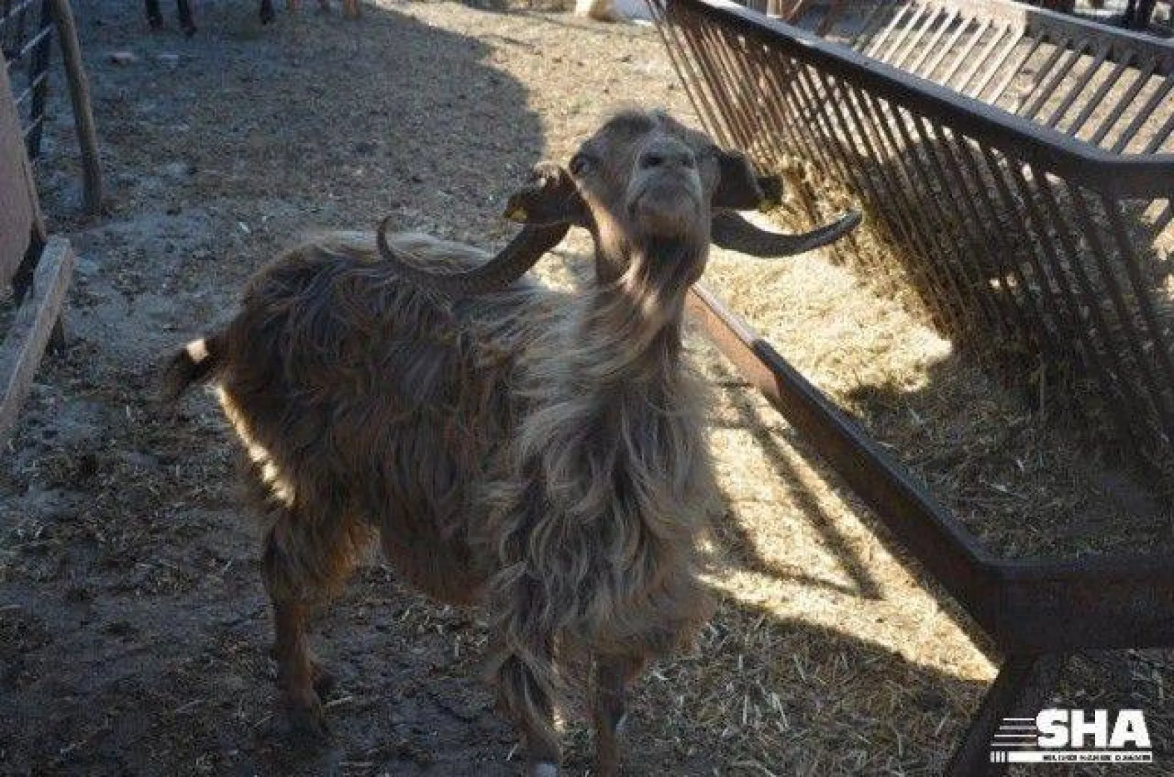 Kurbanlıkta 40 yıllık tecrübe 'Aktaş Çiftliği'