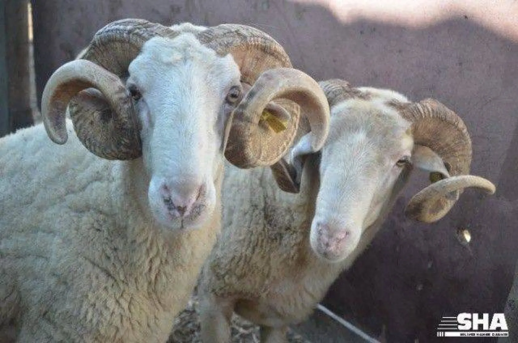 Kurbanlıkta 40 yıllık tecrübe 'Aktaş Çiftliği'