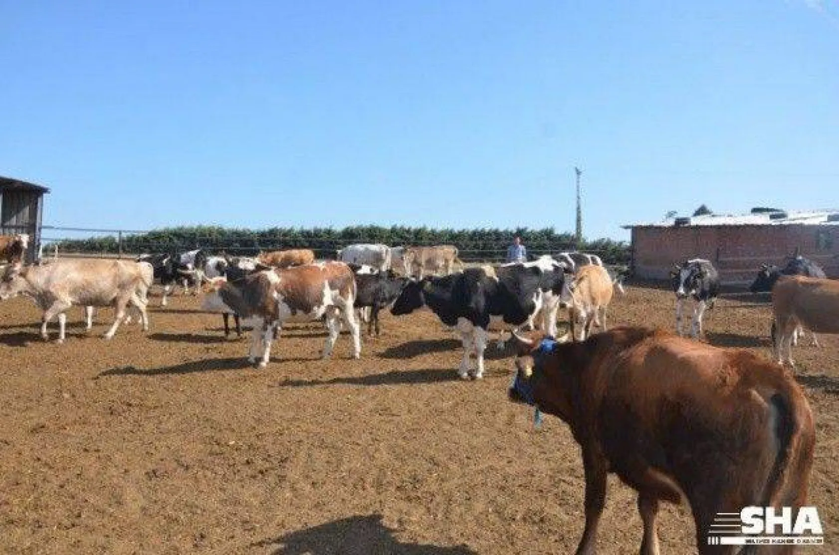 Kurbanlıkta 40 yıllık tecrübe 'Aktaş Çiftliği'