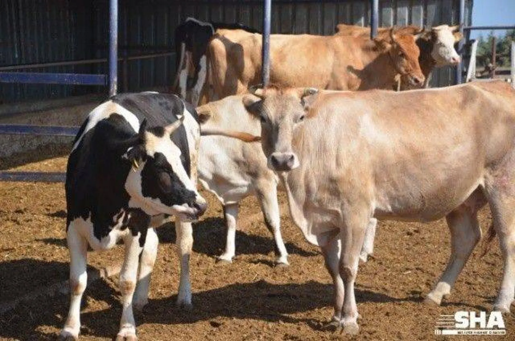 Kurbanlıkta 40 yıllık tecrübe 'Aktaş Çiftliği'