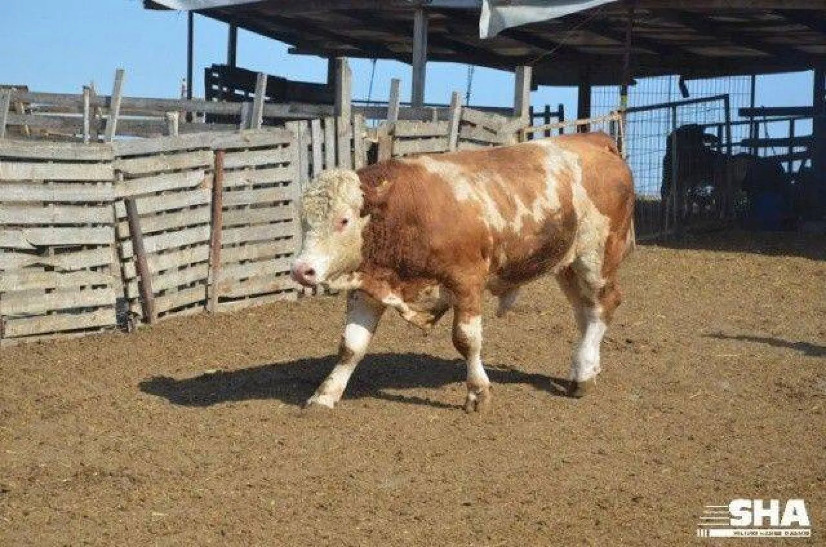 Kurbanlıkta 40 yıllık tecrübe 'Aktaş Çiftliği'