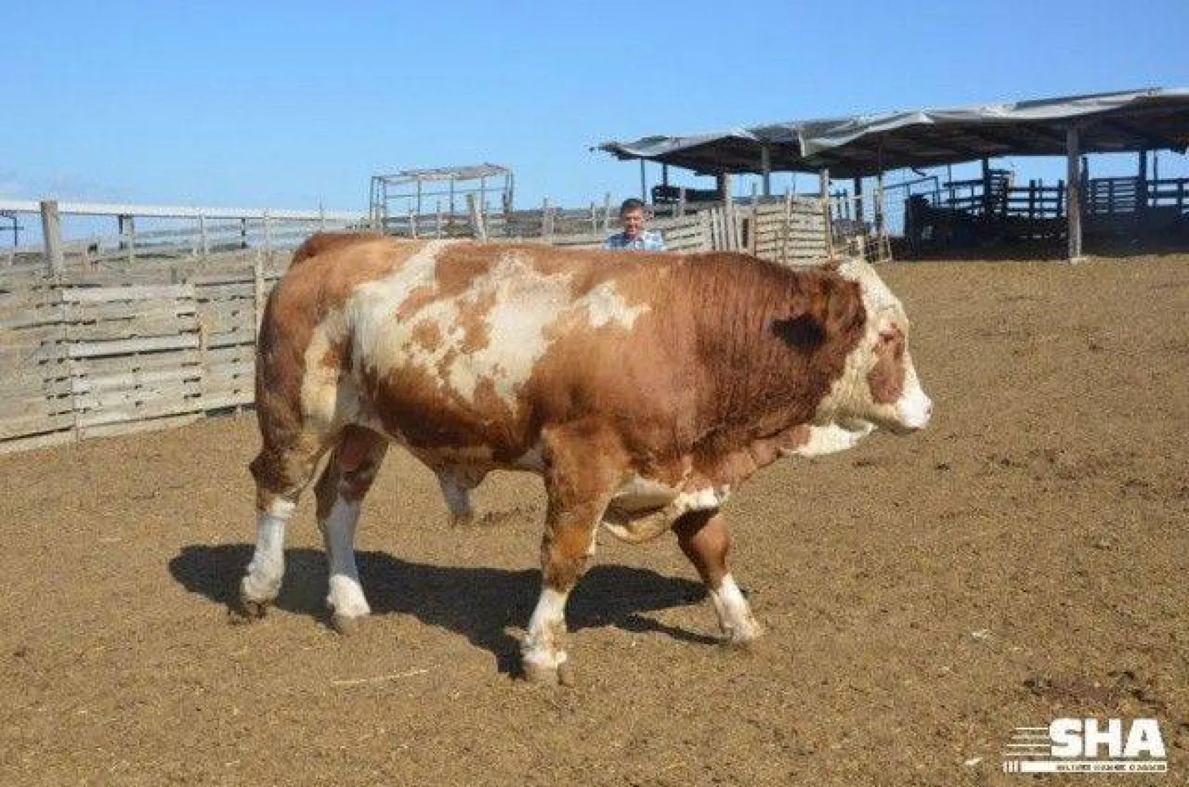 Kurbanlıkta 40 yıllık tecrübe 'Aktaş Çiftliği'