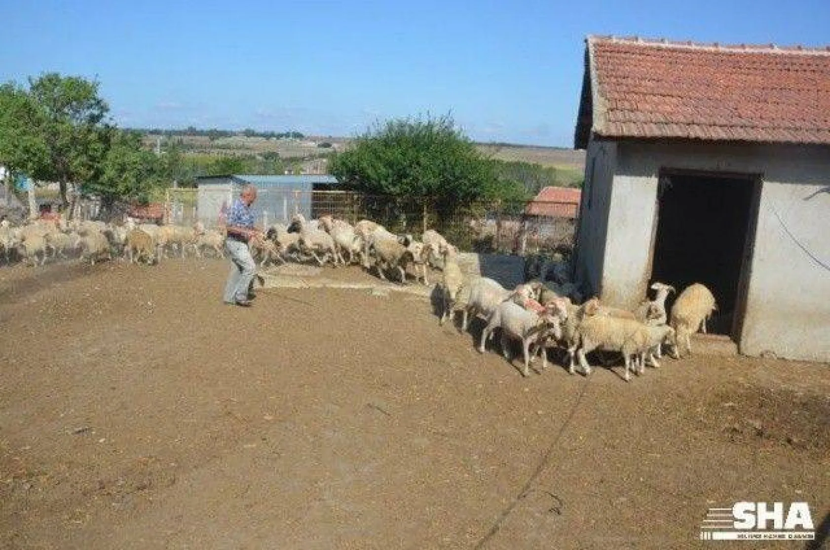 Kurbanlıkta 40 yıllık tecrübe 'Aktaş Çiftliği'