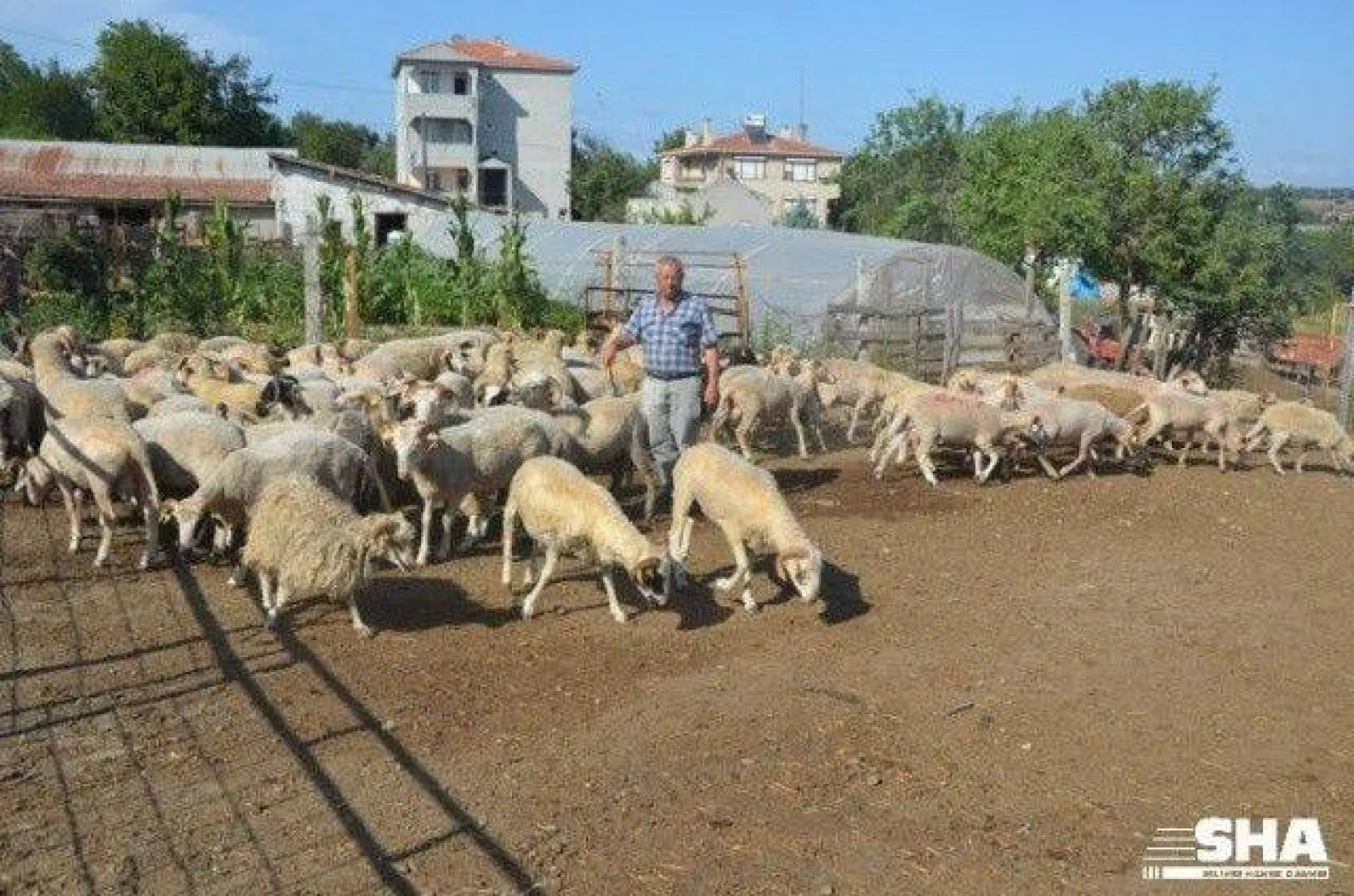 Kurbanlıkta 40 yıllık tecrübe 'Aktaş Çiftliği'