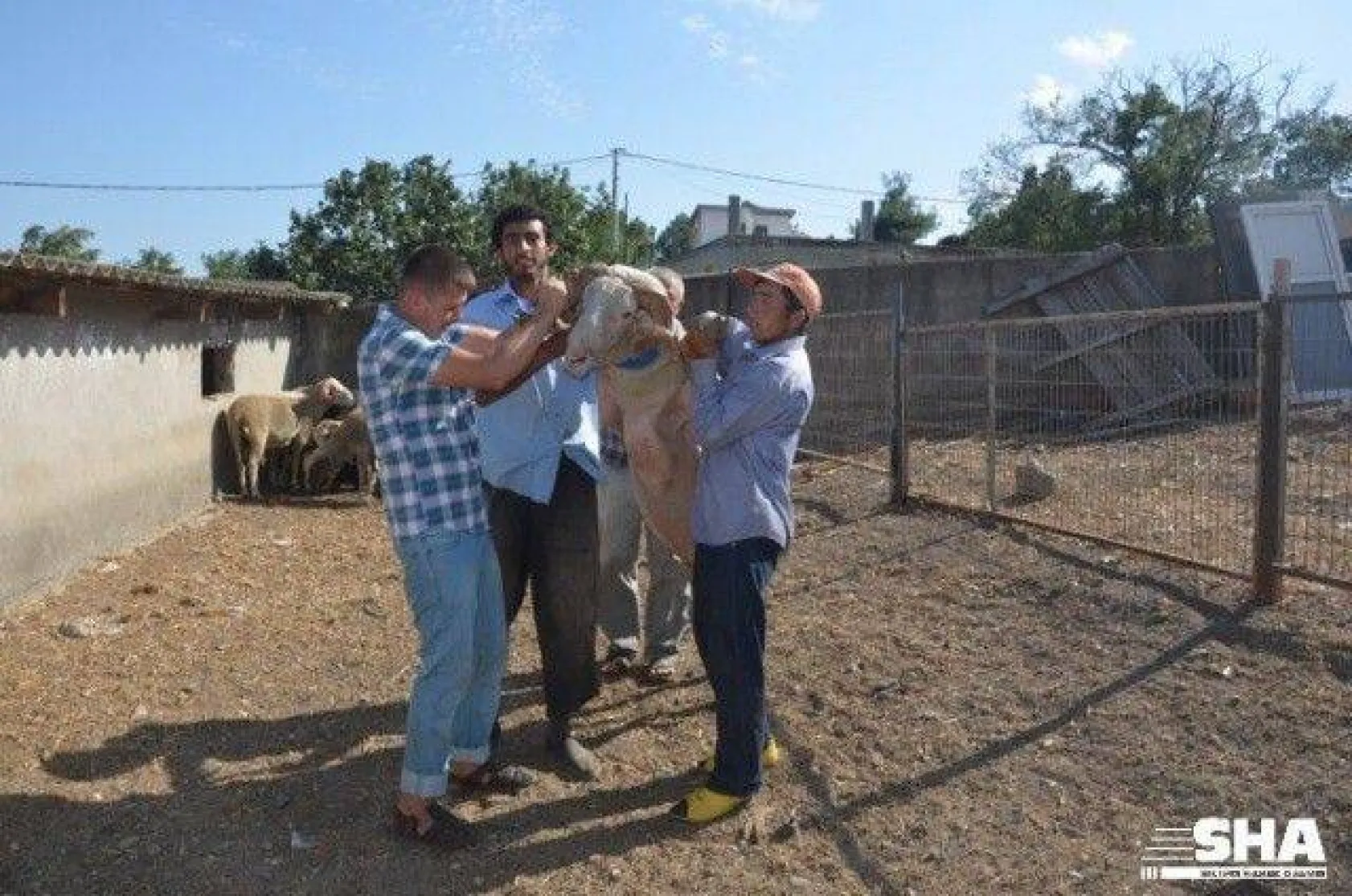Kurbanlıkta 40 yıllık tecrübe 'Aktaş Çiftliği'