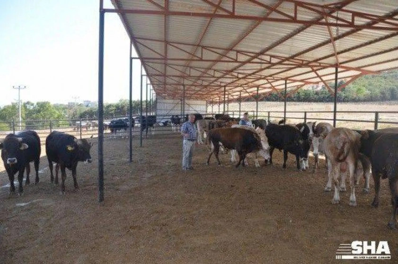 Kurbanlıkta 40 yıllık tecrübe 'Aktaş Çiftliği'