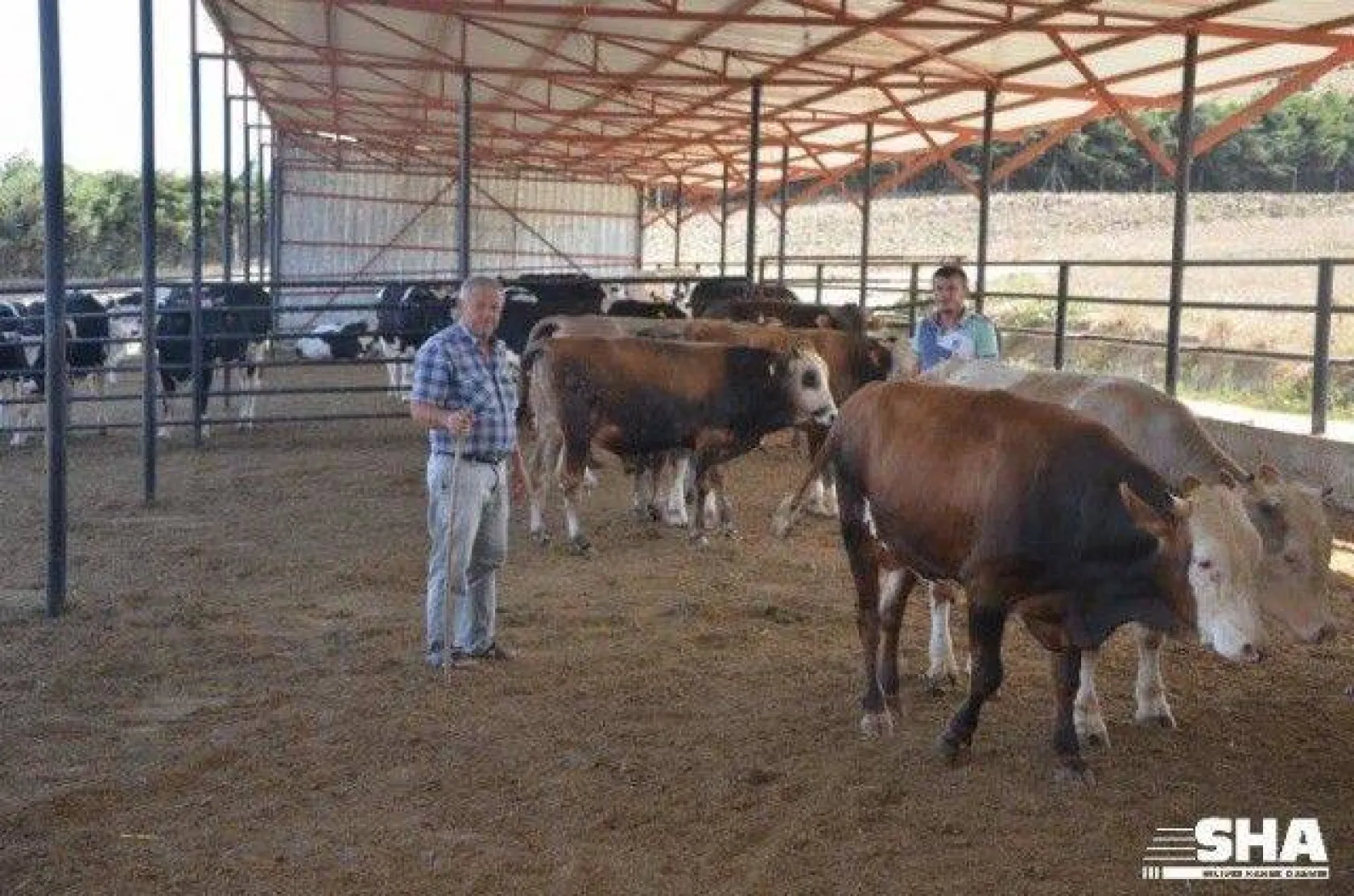 Kurbanlıkta 40 yıllık tecrübe 'Aktaş Çiftliği'