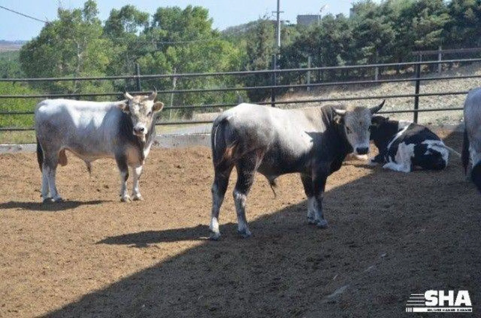 Kurbanlıkta 40 yıllık tecrübe 'Aktaş Çiftliği'