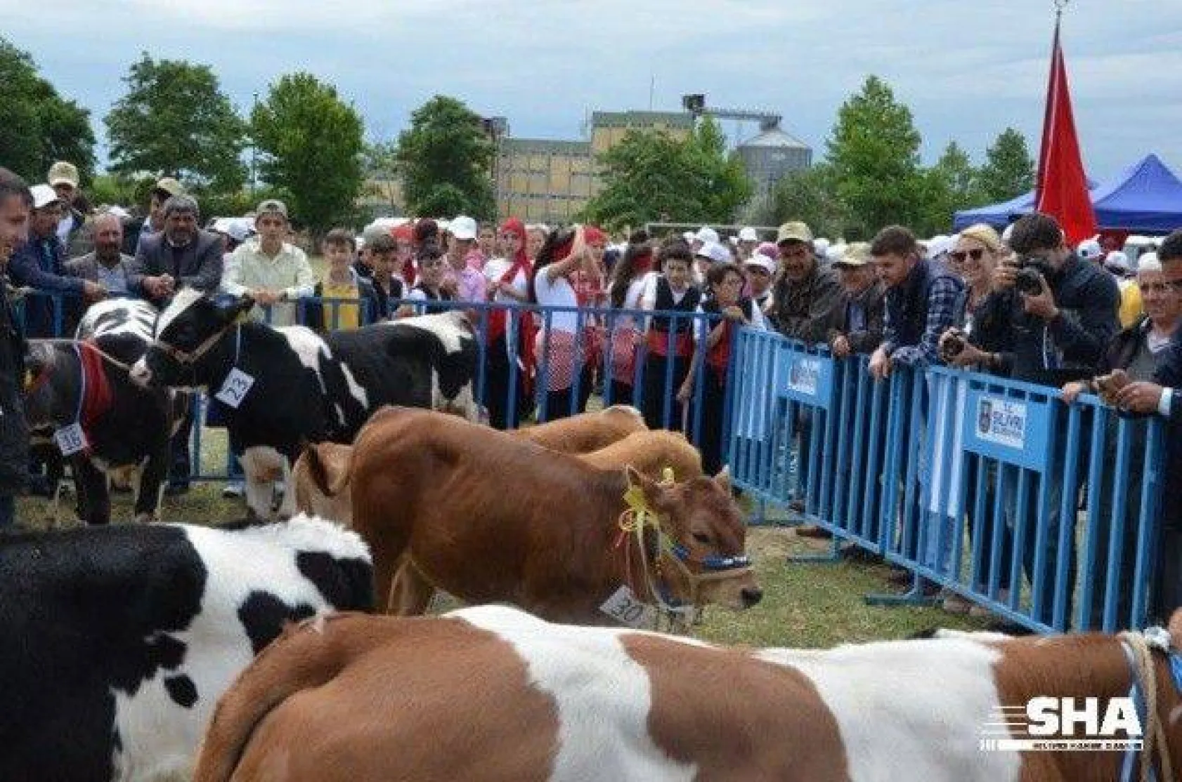 Silivri'nin en güzel buzağısı seçildi