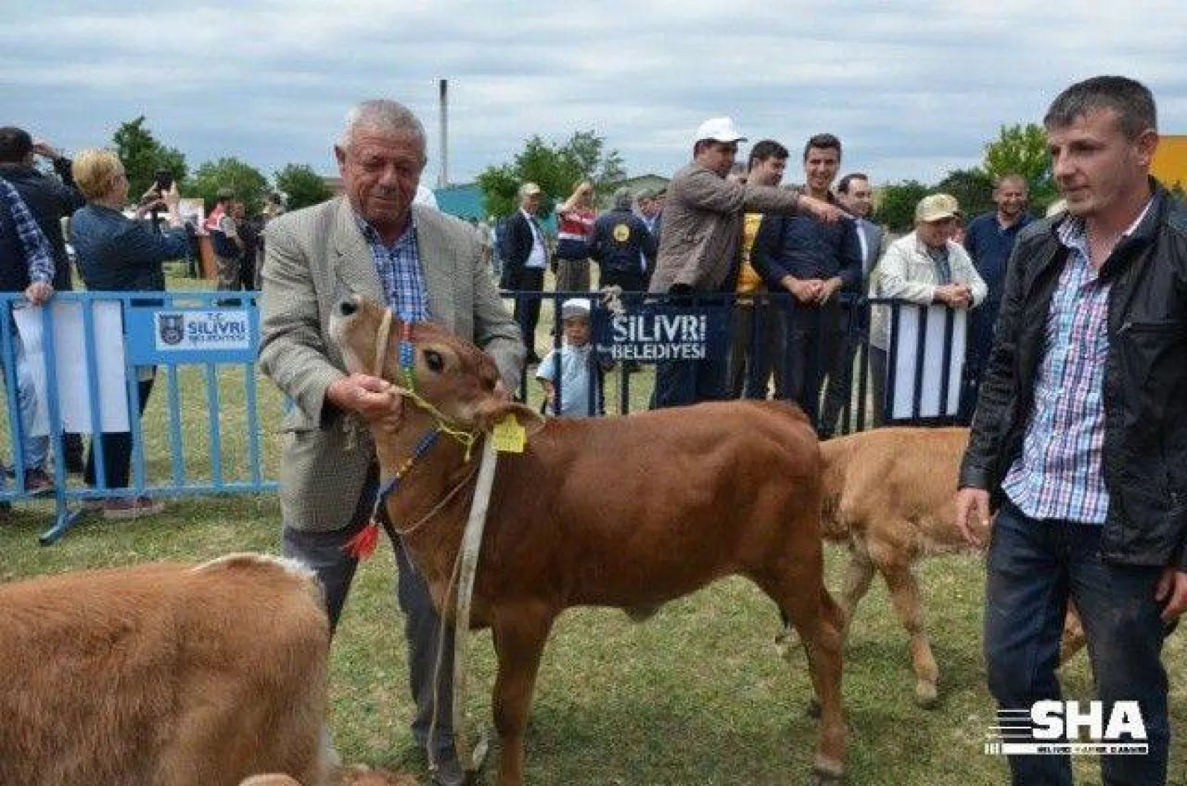 Silivri'nin en güzel buzağısı seçildi