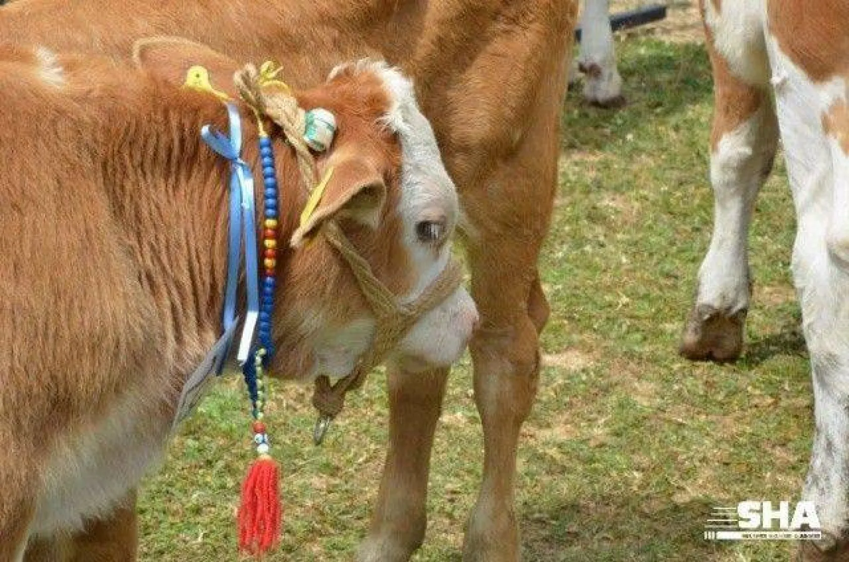 Silivri'nin en güzel buzağısı seçildi