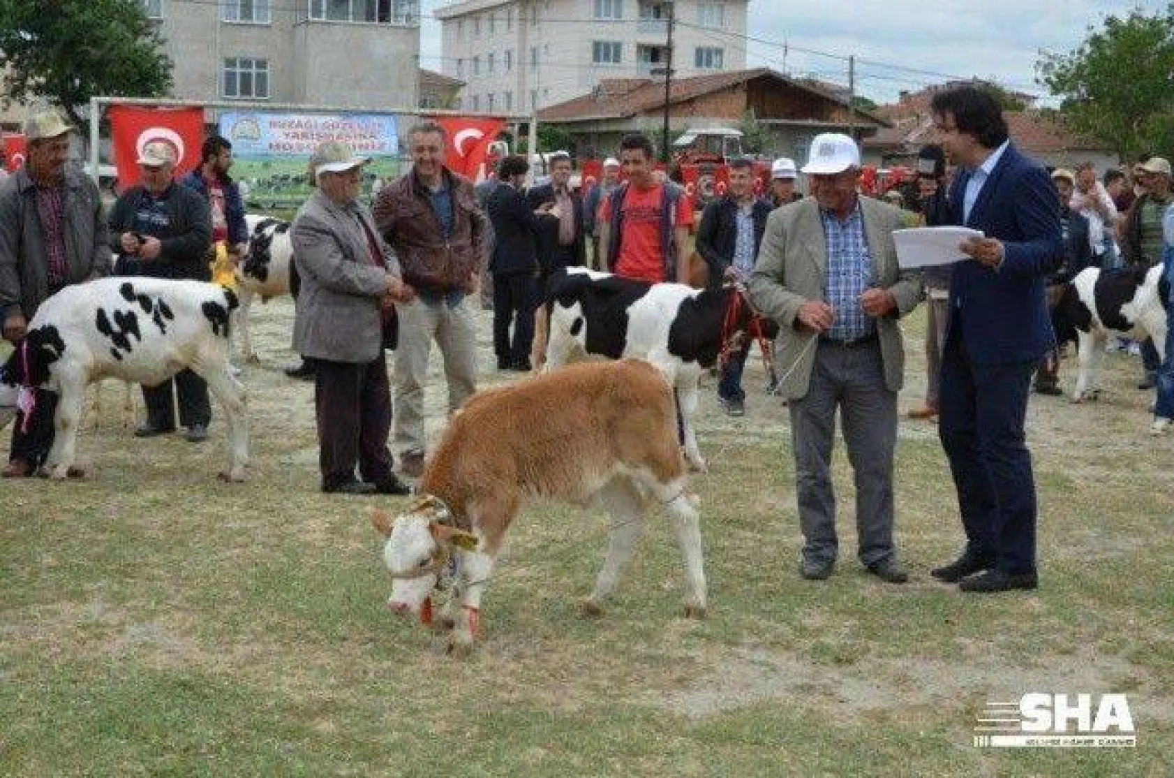 Silivri'nin en güzel buzağısı seçildi