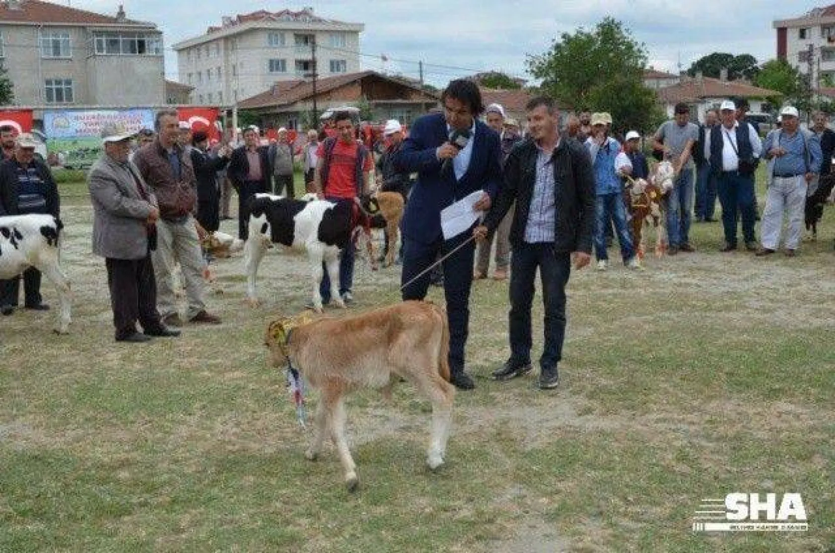 Silivri'nin en güzel buzağısı seçildi