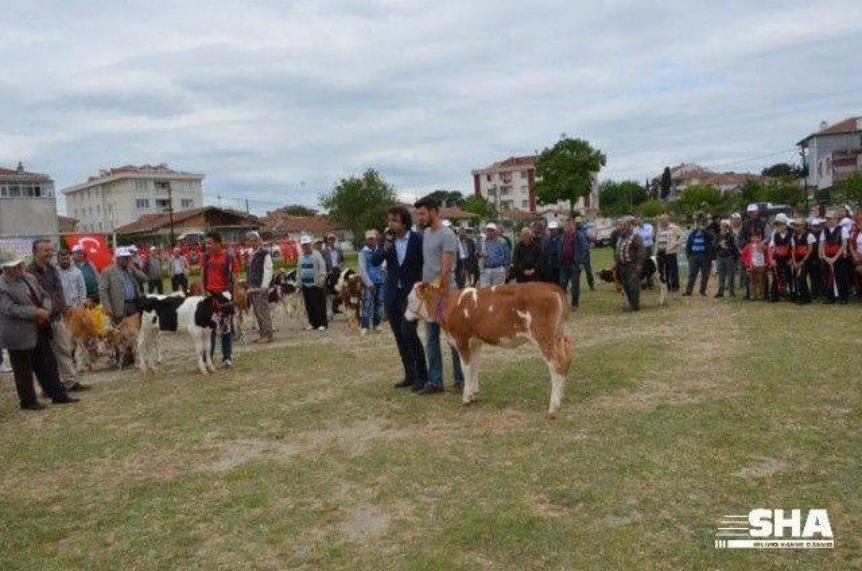 Silivri'nin en güzel buzağısı seçildi