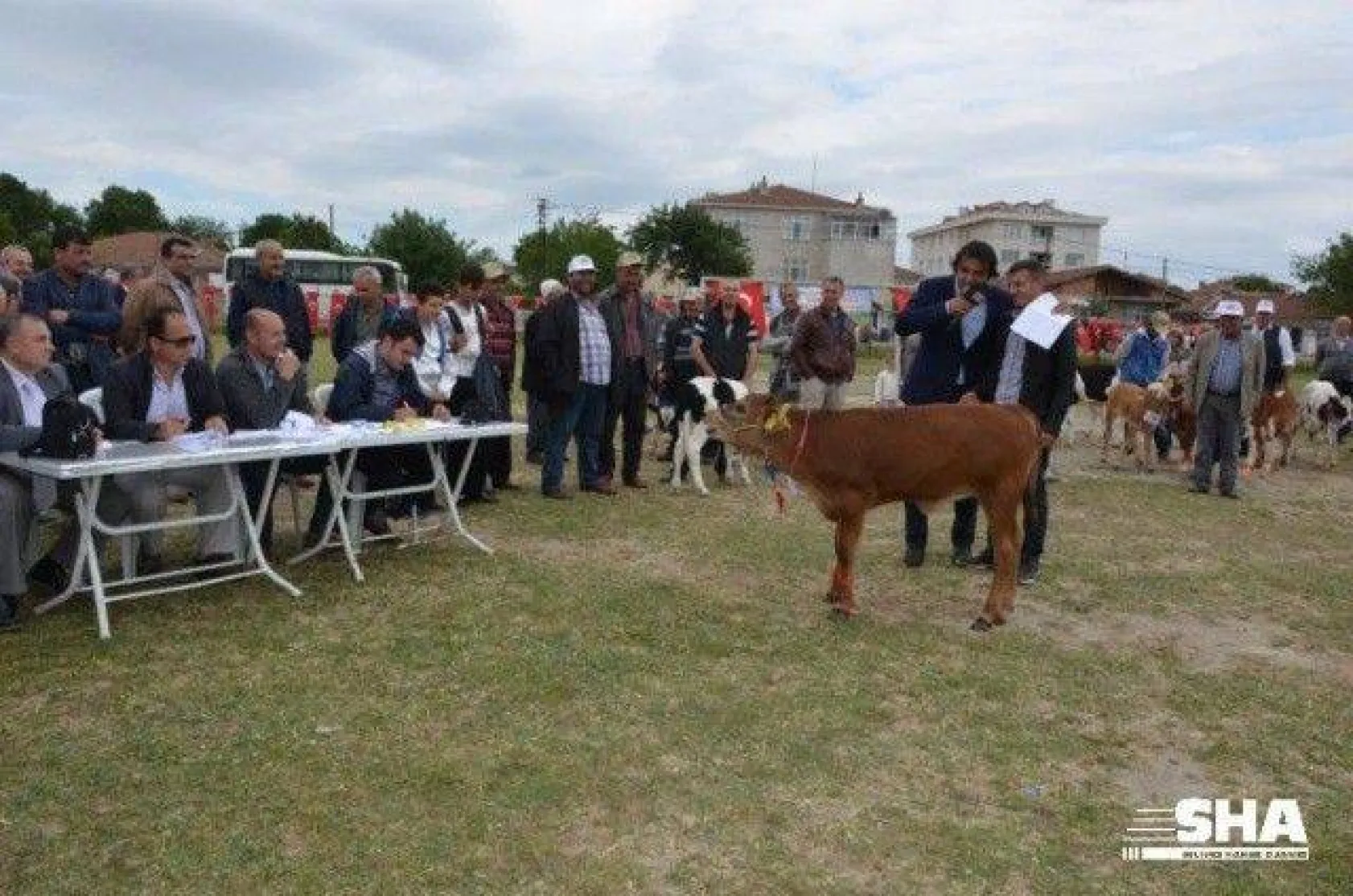 Silivri'nin en güzel buzağısı seçildi
