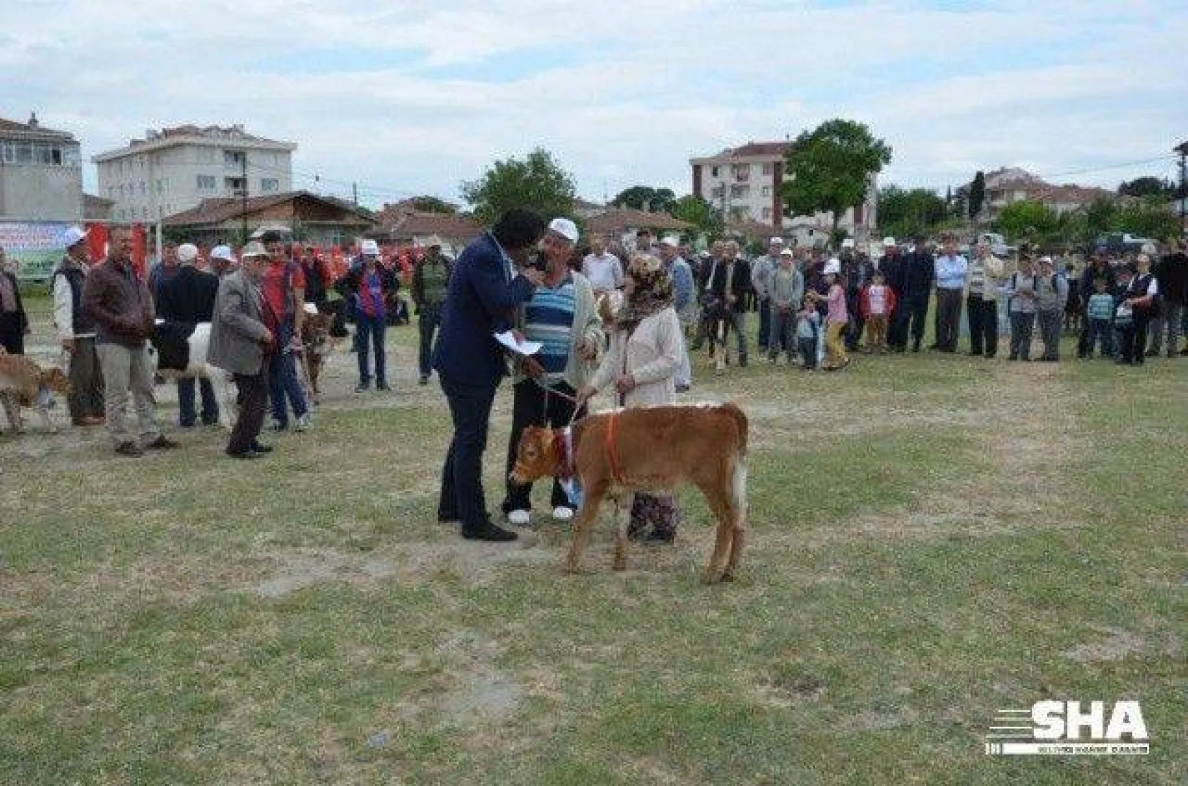 Silivri'nin en güzel buzağısı seçildi