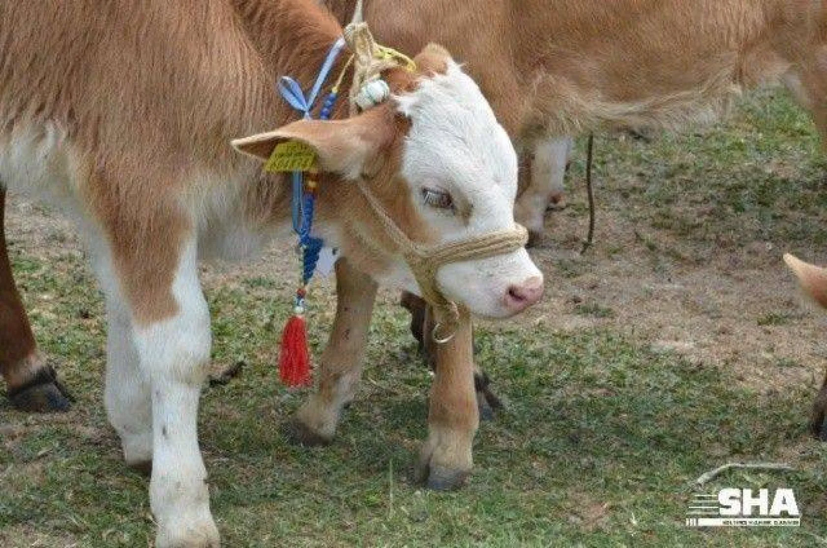 Silivri'nin en güzel buzağısı seçildi