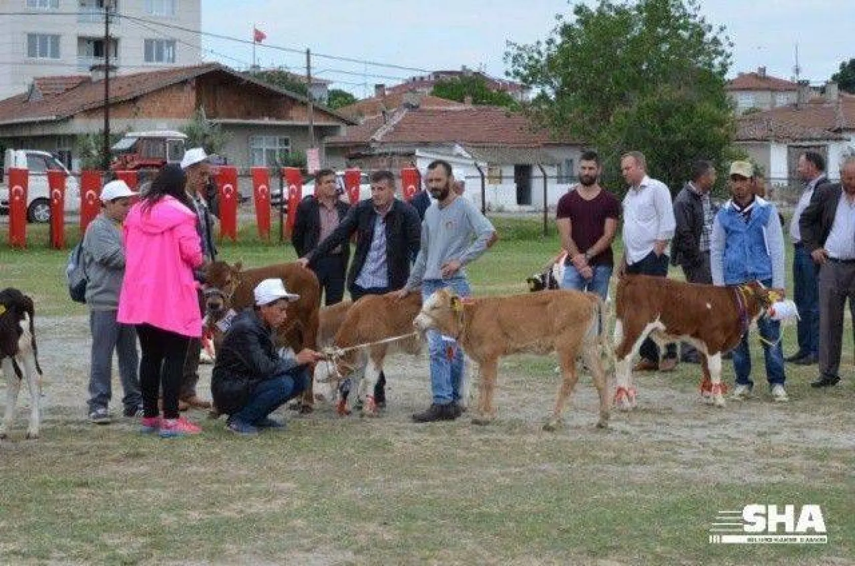 Silivri'nin en güzel buzağısı seçildi