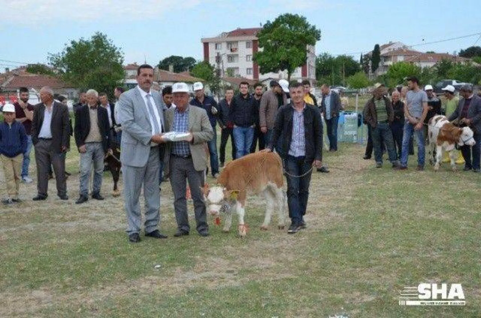 Silivri'nin en güzel buzağısı seçildi