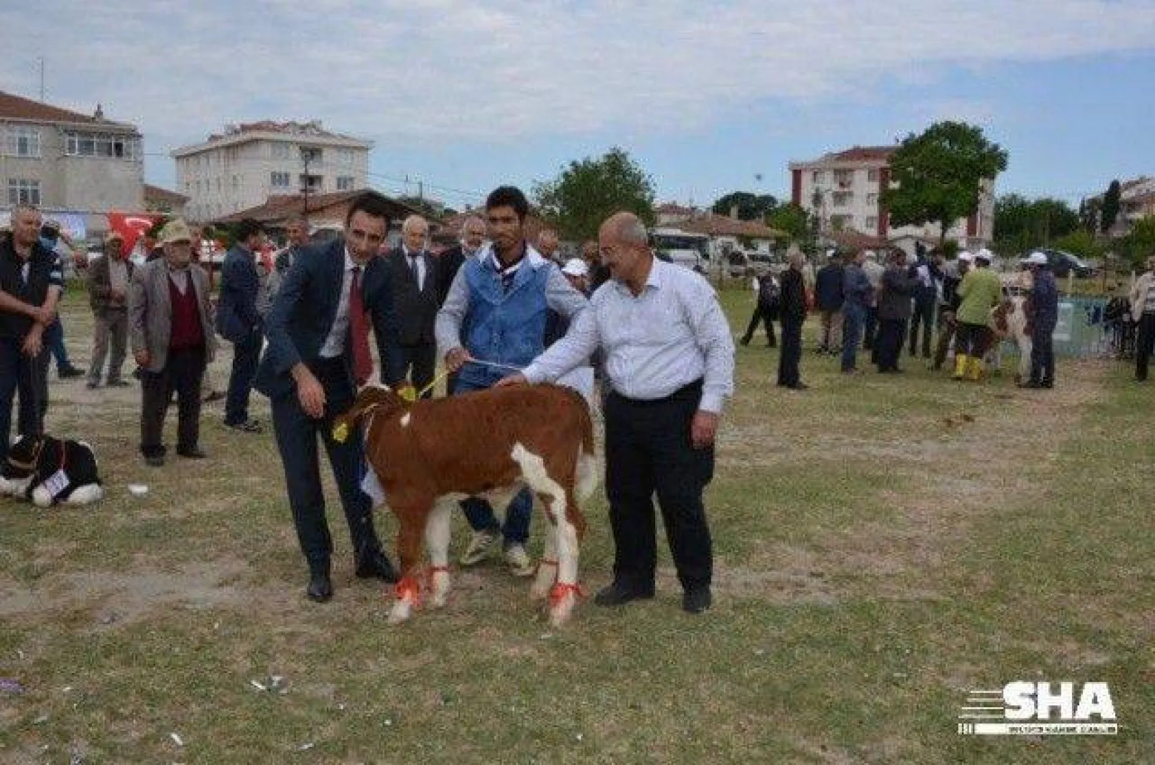 Silivri'nin en güzel buzağısı seçildi