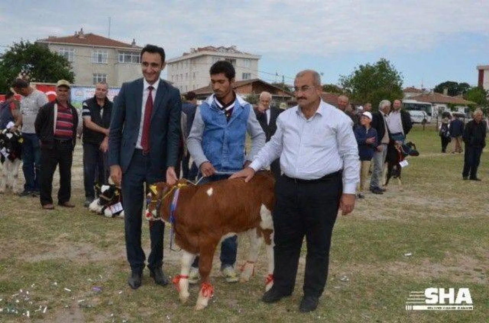 Silivri'nin en güzel buzağısı seçildi