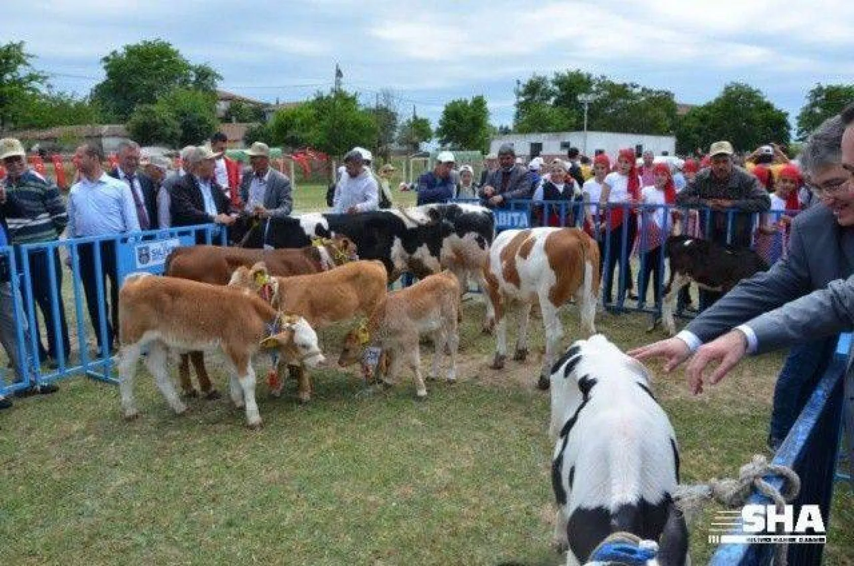 Silivri'nin en güzel buzağısı seçildi