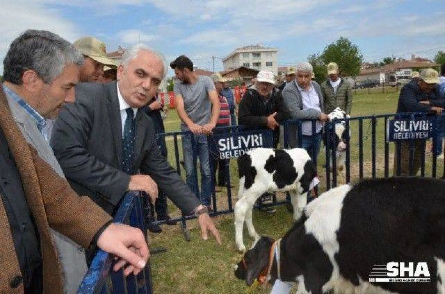 Silivri'nin en güzel buzağısı seçildi